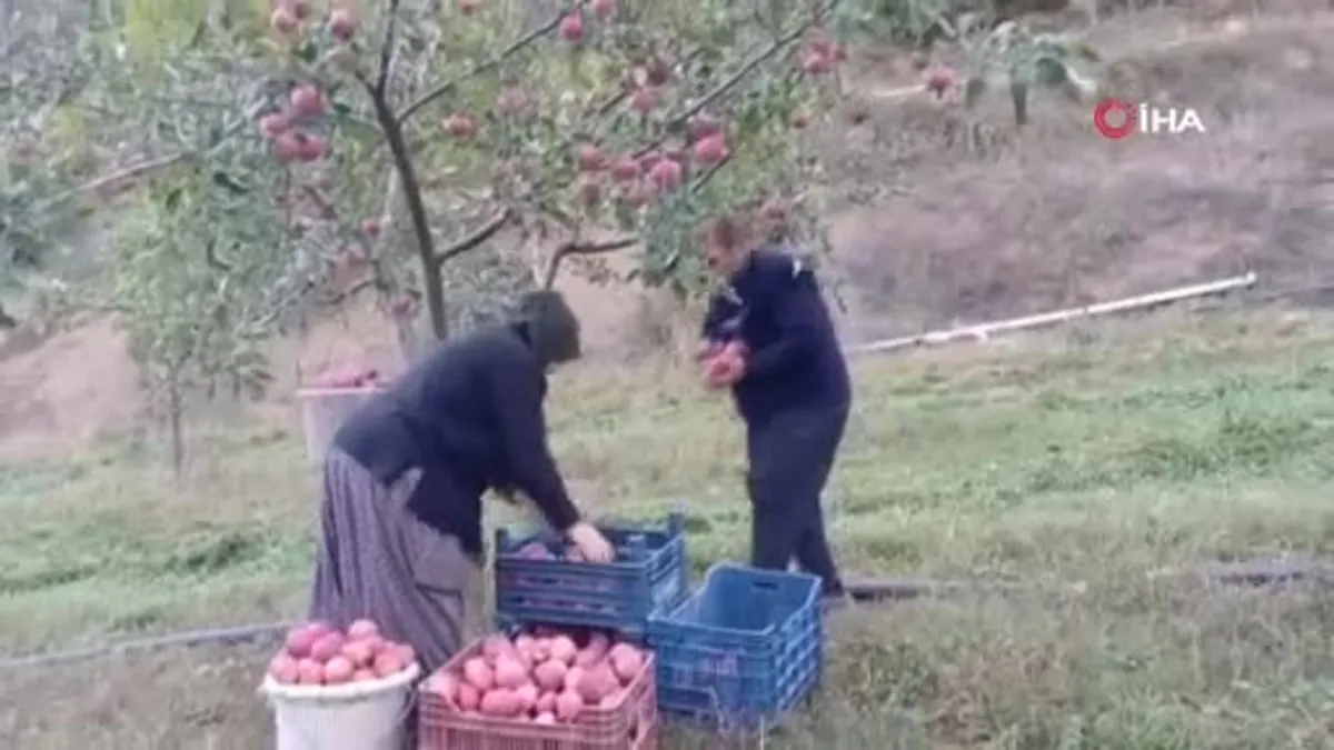 Adana Feke'de zirveye kar yağdı elma hasadı erken yapıldı