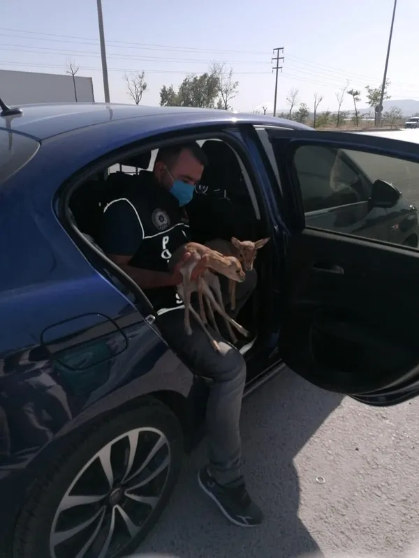 1622007982382.jpg Polisin durdurduğu otomobilde bulundular! Korumaya alındı - 2