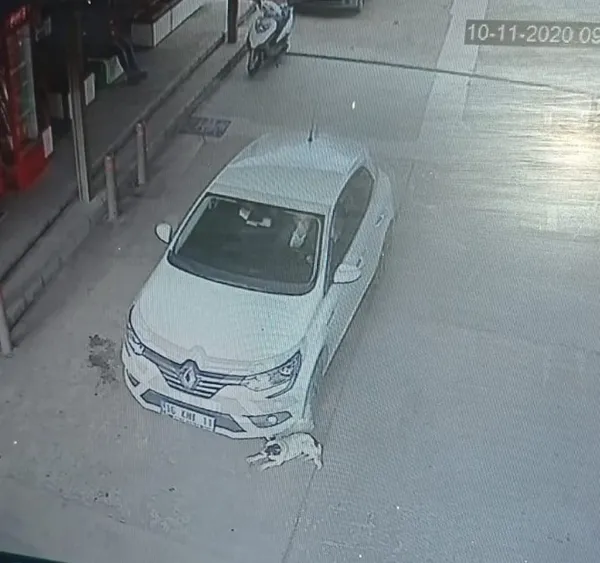 1605094530647.jpg Vicdanları sızlatan görüntü! 2 köpeği otomobille ezdi... - 5