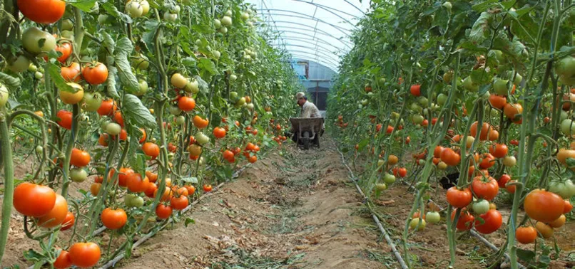 Bakan Çelik'ten sebze fiyatlarında düşüş müjdesi
