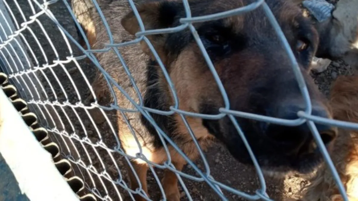 Vicdansız! Elindeki kürekle köpeğe şiddet uyguladı