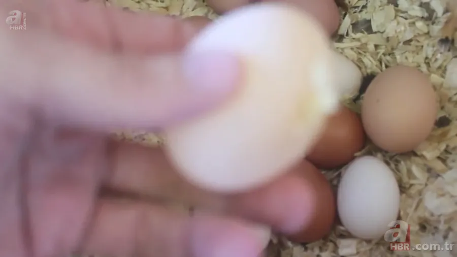 Tavuk kümesine girince gözlerine inanamadı 🥚 Günlük yumurtalarının üstünde adı ve soyadının baş harflerini gördü 🐔 17