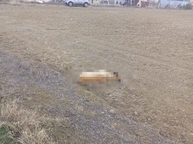 Son dakika: Çorum’da 2 köpek tüfekle vurularak telef edildi - 2