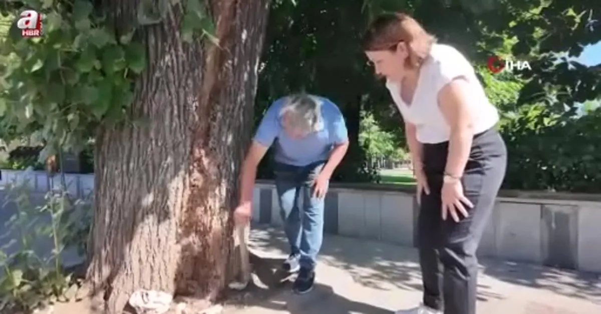 Düzce'de tehlikeli ağaç kaldırıldı