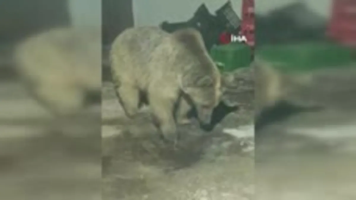 Görüntüler Hakkari'den! Ayı şantiyeye girdi