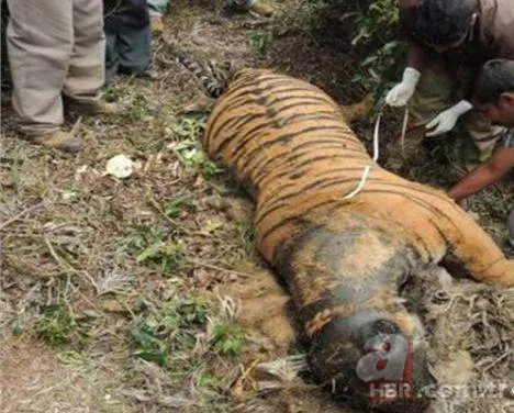 Karaya vuran balinanın karnından öyle bir şey çıktı ki... Akılalmaz olay 23