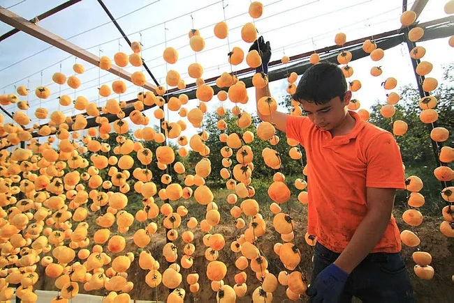 Manisalı Melek 40 kilo ile başladı şimdi yıllık 50 ton cennet elmasını kurutup satıyor - 2
