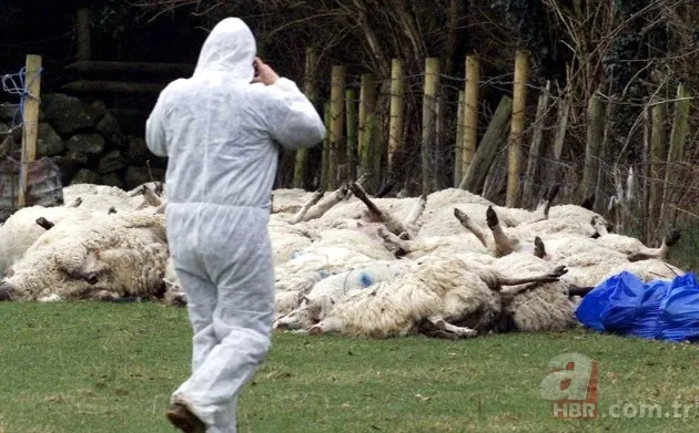 35 yılın ardından ilk kez görüldü! Yayılırsa "felaket" olacak | 2 ülke harekete geçti yasak geldi 3
