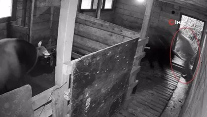 Kızgın boğa sahibine dehşeti yaşattı! 800 kiloluk Mosso böyle saldırdı 🐂