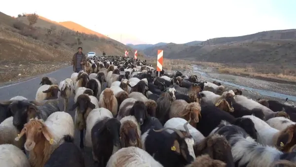 siirtte-coban-bulamiyorlar-maaslar-10-bin-tl-1638788510518.jpg Siirt’te çoban bulamıyorlar! Maaşlar 10 bin TL - 1