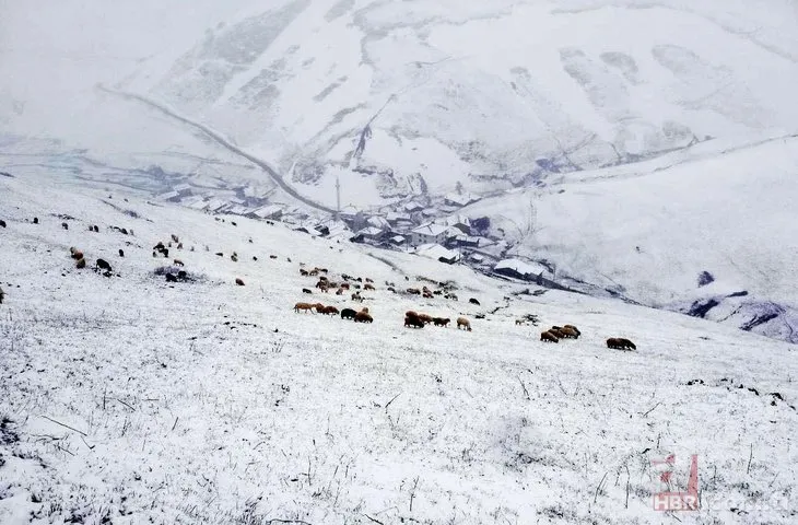 Trabzon – Bayburt arasındaki yaylalar beyaza boyandı! Koyun sürüsü kar altında kaldı