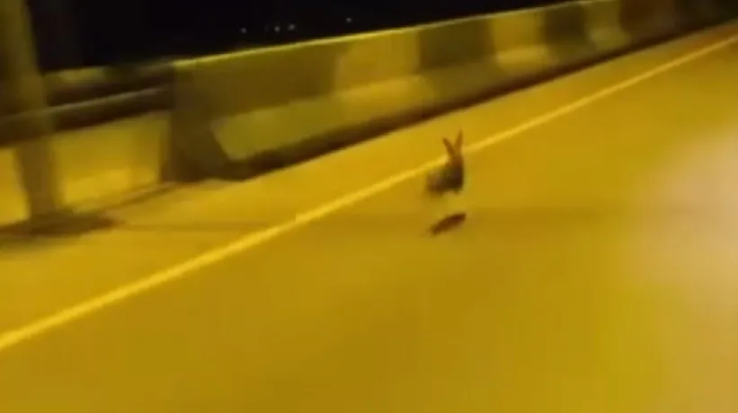 Otoyolda karşılaştığı tavşanla böyle yarıştı