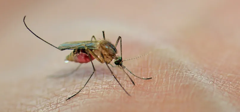 İstanbul'un yeni kabusu: Asya Kaplan Sivrisineği! Korunmak için ne yapmalıyız?