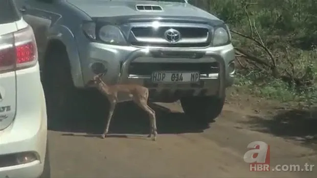 Zürafa aslanlara yem olmaktan kurtulamadı! Vahşi doğanın acımasız yüzü 11