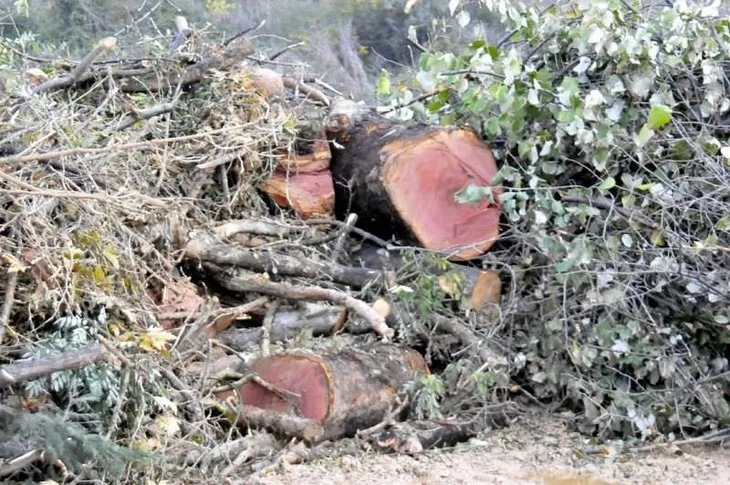 Yalova’da köprülü kavşak için 158 ağaç kesiliyor