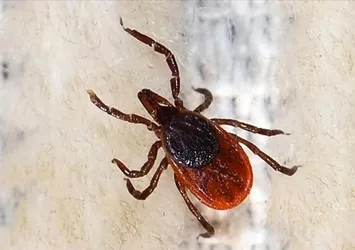 Kurban Bayramı öncesinde kene riskine dikkat edilmesi uyarısı