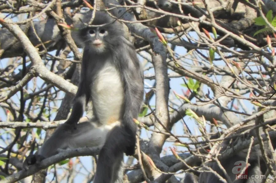 Yeni bir tür keşfedildi! Bilim insanları şaşkın! Sadece 200 tanesi hayatta 3