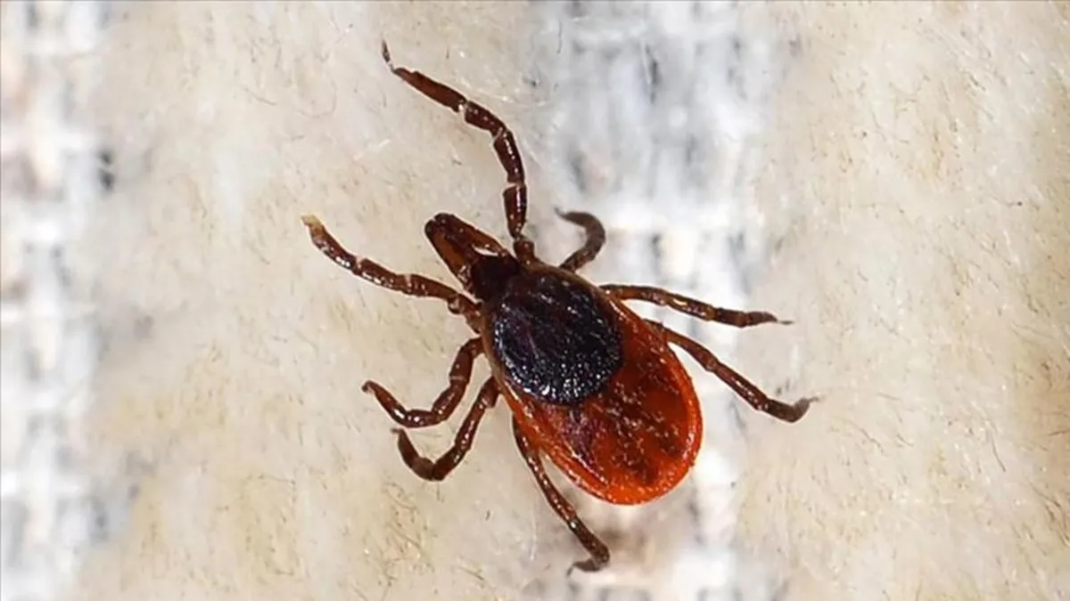 Kurban Bayramı öncesinde kene riskine dikkat edilmesi uyarısı