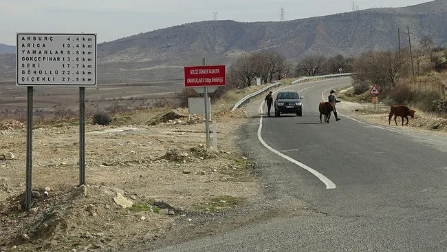 Batman'da başıboş inek ve yavrusuna baktı! 12 kilometre yol gidip Saadet nineye ulaştırdı - 1