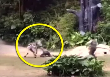 Zebra bakıcısını ısırıp metrelerce sürükledi