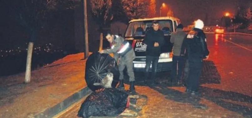 Yaralı eşeğe jandarma şefkati