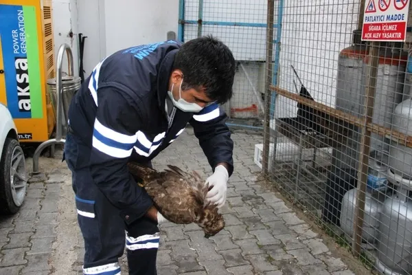 Kalbi duran şahin için seferber oldular! Sosyal medya o anları konuşuyor - 2
