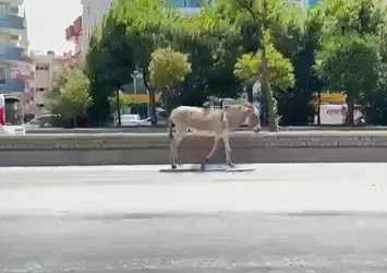 Aydın’da sahipsiz eşek sürücülere zor anlar yaşattı!