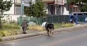 Danayı uzaklaştırmak için hamle yapınca...