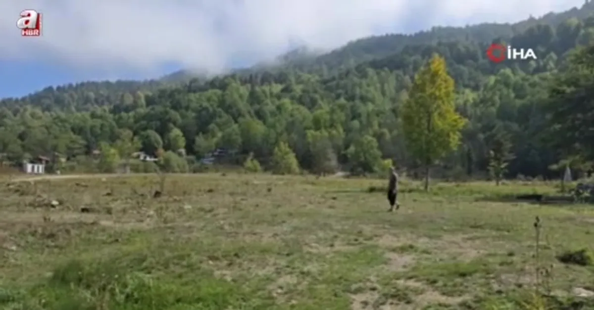 Bin 200 kilometre uzaktan gelip diktiği fidanlar orman oldu