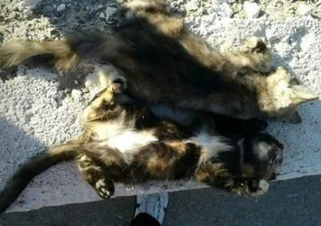 Bıçaklayıp, bıçaklayıp bir kenara attılar