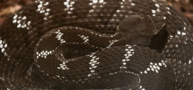 Uzmanı uyardı: Yılan sokmalarında yanlış müdahaleler hayati risk taşıyor!