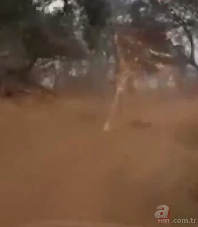 Safaride korku dolu anlar! Turistler kızgın zürafanın saldırısına uğradı