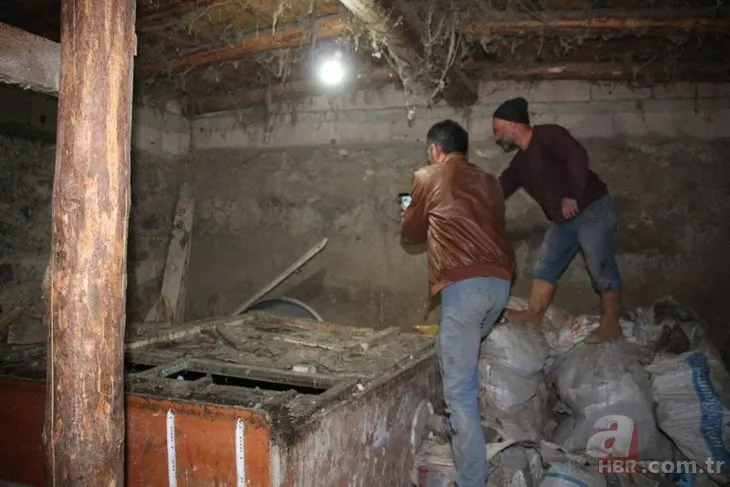 Erzurum'da vaşak operasyonu! 19 tavuğu telef etti