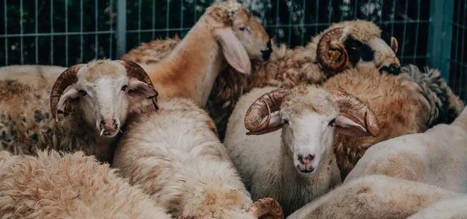 Kurbanlık koyun, keçi, koç fiyatları: Küçükbaş kurbanlık fiyatları canlı kilo fiyatı ne kadar?