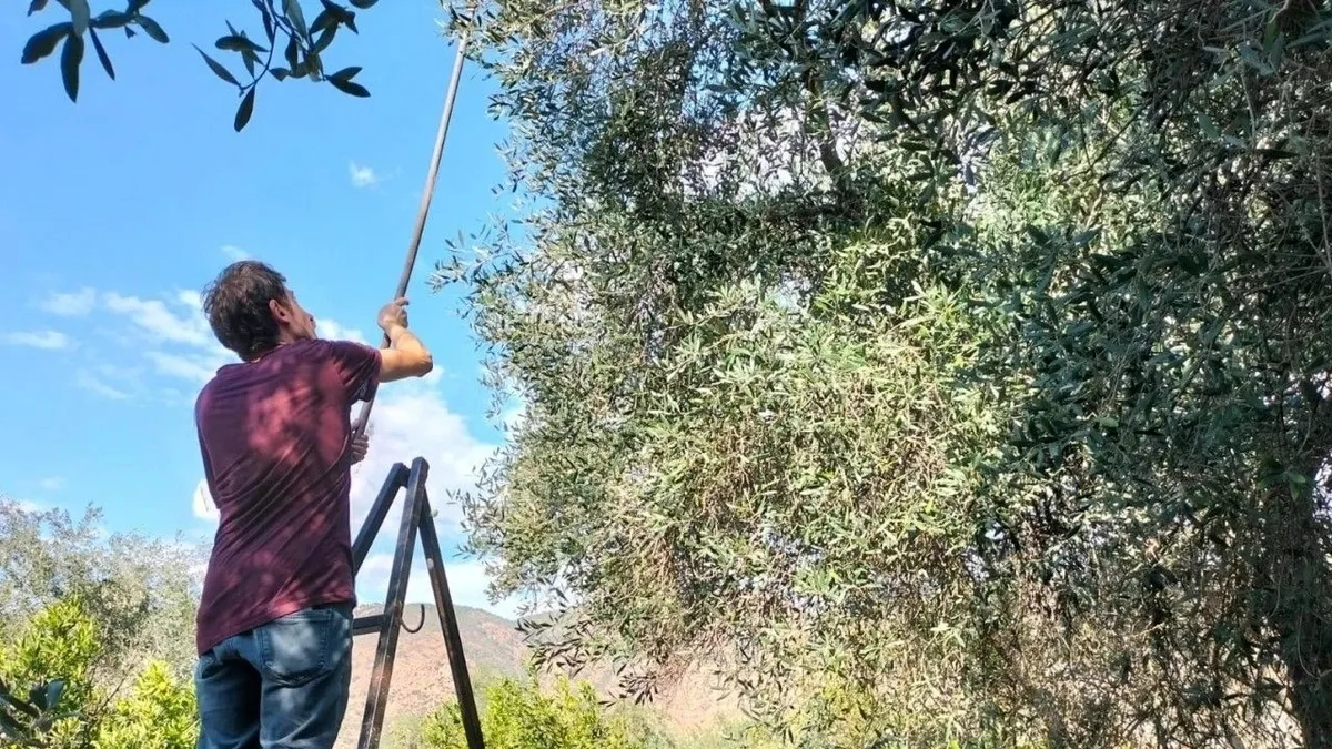 Köyceğiz'de zeytin hasadı başladı