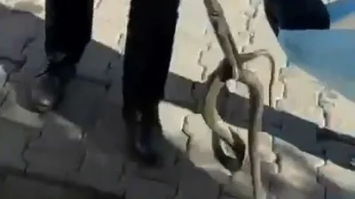 Aracın motorundan çıkan şoke etti