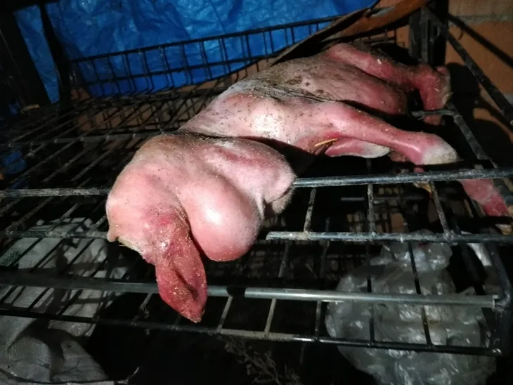 Ahıra girince gözlerine inanamadı! Koyunun doğurduğu kuzuyu görünce dehşete düştü 🐑 Yüzü ve tüyleri...
