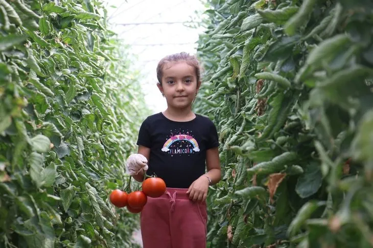 Antalya’da gördü Sivas’ta bozkıra sera kurdu! Yıllık 100 ton domates üretiyor