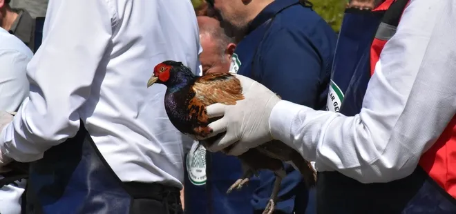 Kahverengi kokarcaya karşı doğaya 800 sülün salındı!