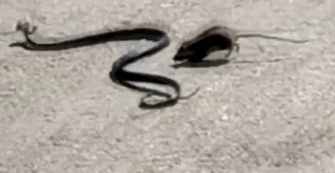 Görüntüler Antalya’da kayda geçti! Fare yavrusunu yılanın ağzından kurtarmaya çalıştı