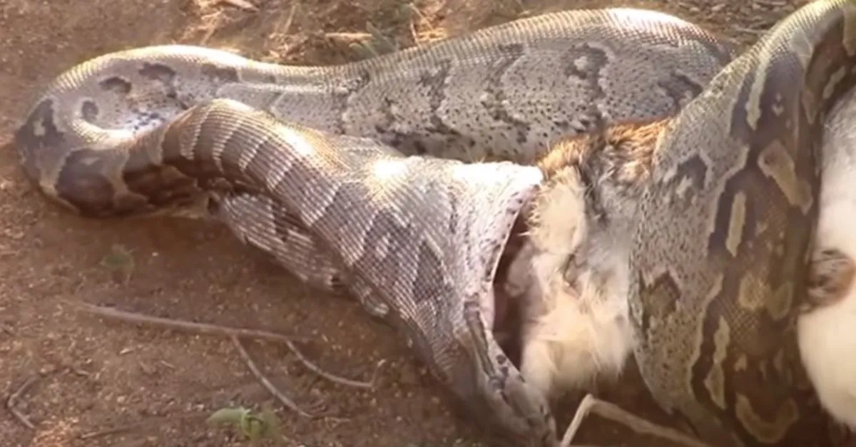 dev piton yilani avini yuttuktan sonra kabusu yasadi aslanlar bir anda