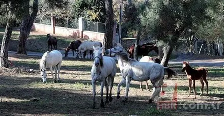 Ruam hastalığı nedir, ölümcül mü? Ruam hastalığı insanlara bulaşır mı? Ruam hastalığı belirtileri neler?