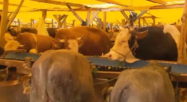 Kurban pazarında bayram yoğunluğu! Fiyatlarda düşüş var mı?
