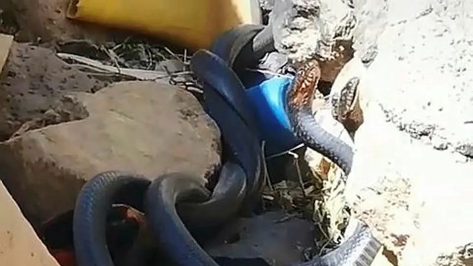 Yılanların videosunu çekerken ölümden döndüler! O anlar kamerada