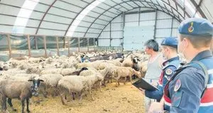 Koyun hırsızından İYİ Partili başkana rüşvet!