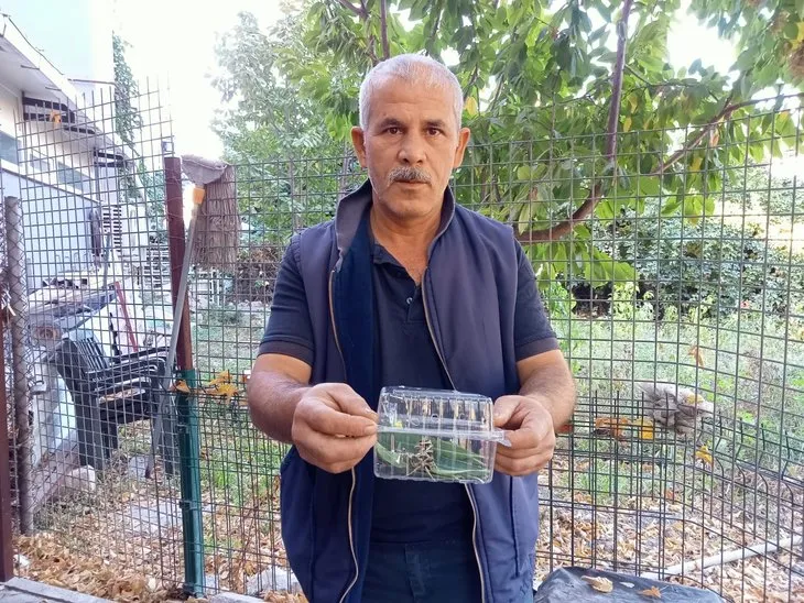 Dünyada ender rastlanıyor! O ilimizde hastanenin duvarında görüldü...