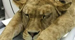 Hastanede şaşırtan olay! Aslan...