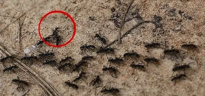 Karıncaların da kendi acil servisleri varmış!