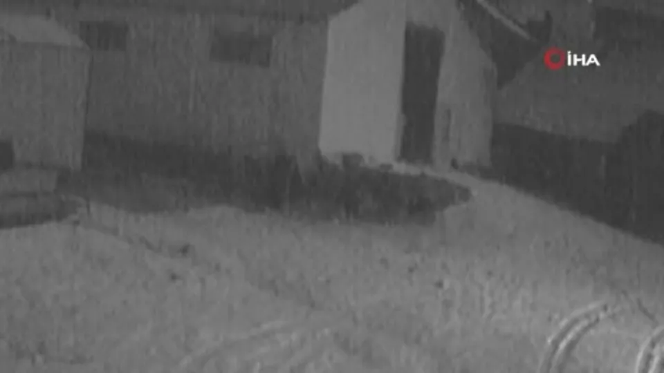 Köye inen kurtlar köpeğe saldırdı