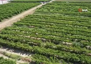 Üzümün kalbi Manisa’da hasat başladı
